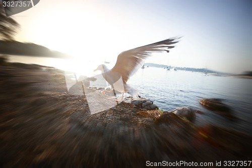 Image of Seagull spreading wings at sunset