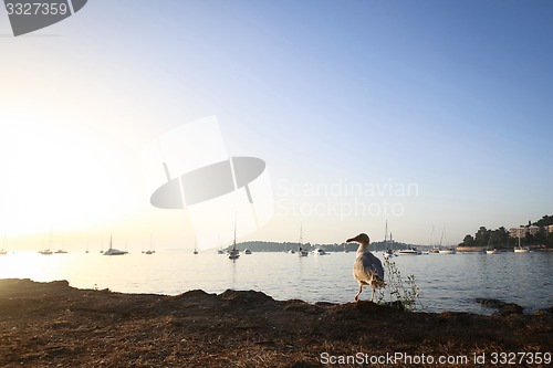 Image of Seagull on shore at sunset