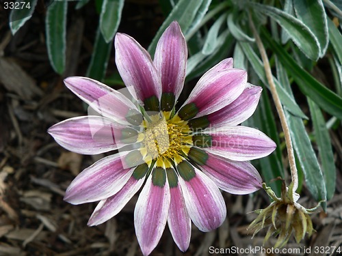 Image of White and Purple Flower