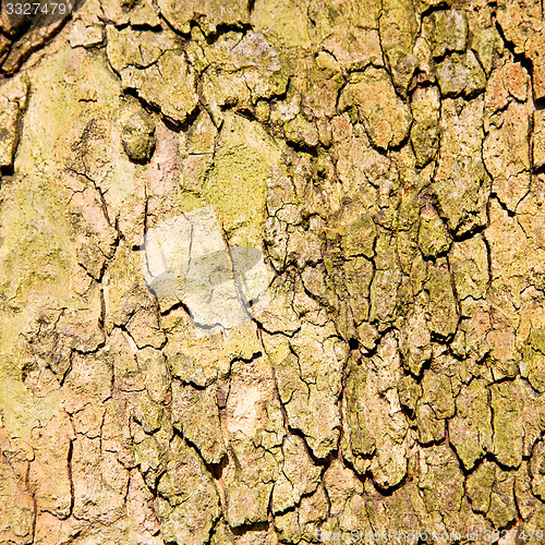 Image of in england london old bark and abstract wood texture