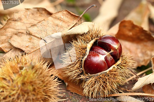 Image of Chestnut