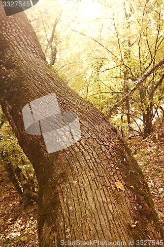 Image of Forest tree detail