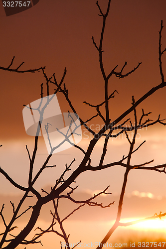 Image of Bare trees