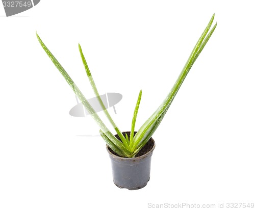 Image of Aloe Vera plant