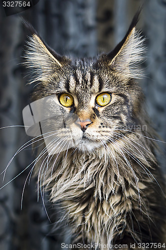 Image of Portrait of maine coon cat