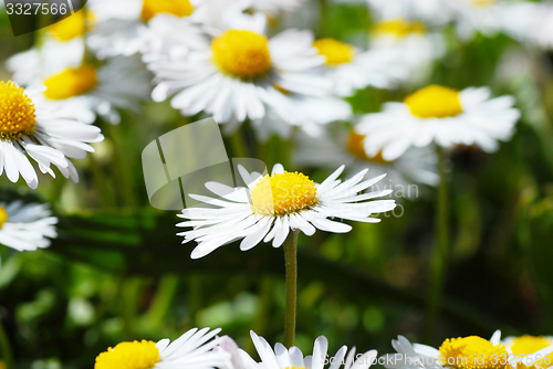 Image of Blooming daisies