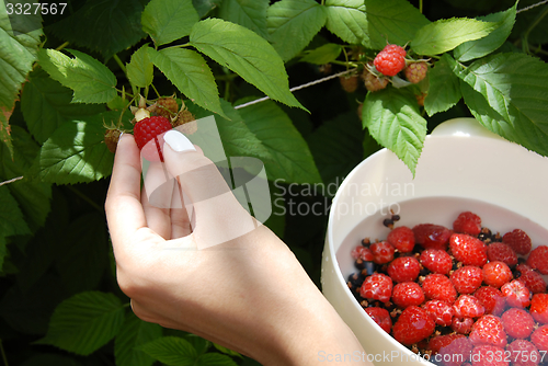 Image of Hand harvesting one raspberry