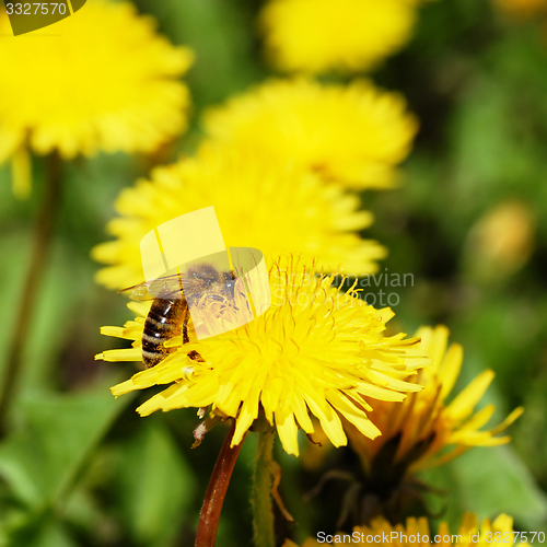 Image of One bee on dandelion