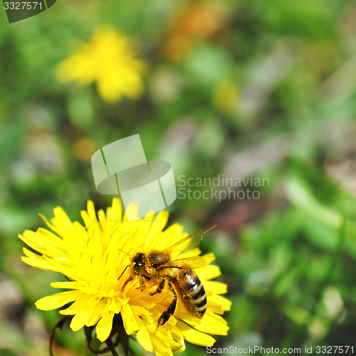 Image of One bee on dandelion