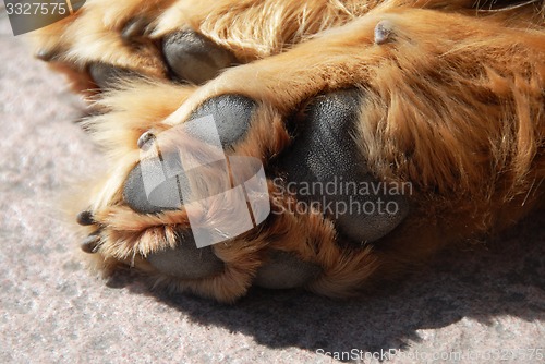 Image of Paw of sleeping dog