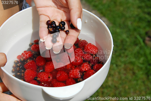 Image of Holding black currants in the hand