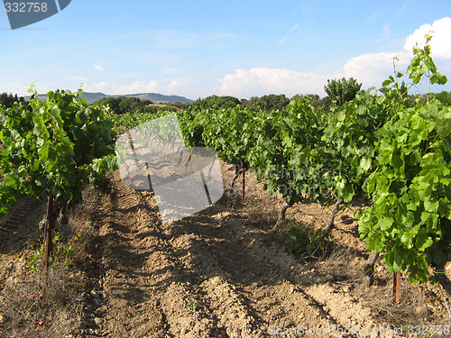 Image of provence vineyards field