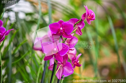 Image of orchids 
