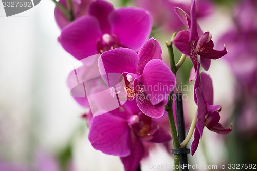 Image of orchids 