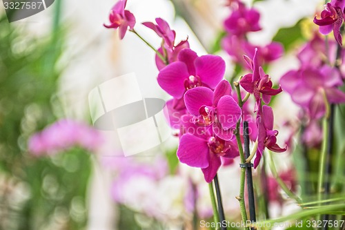 Image of orchids 