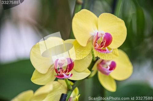 Image of orchids 
