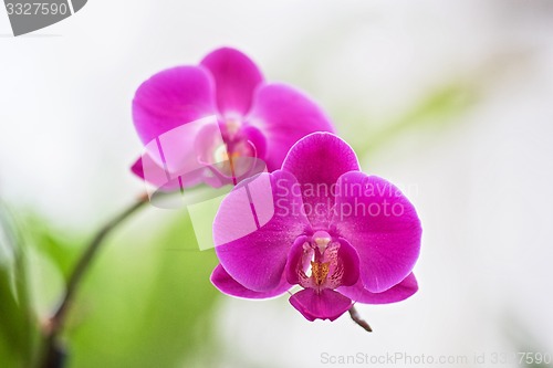 Image of orchids 