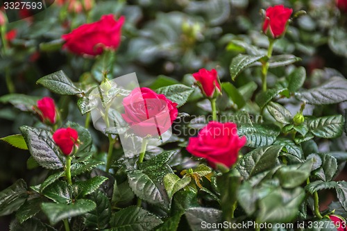 Image of Beautiful red rose