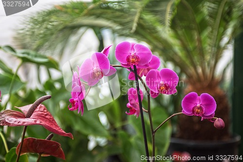 Image of orchids 