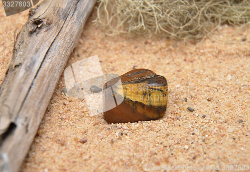 Image of Tiger?s eye on beach