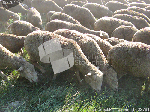 Image of herd of sheeps