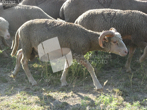 Image of herd of sheeps