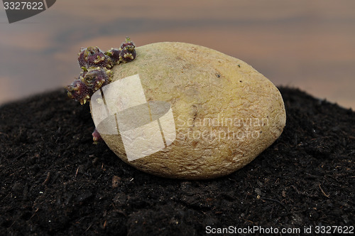 Image of Potato on soil