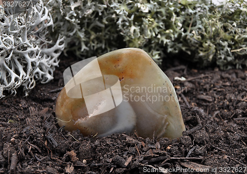 Image of Agate on forest floor