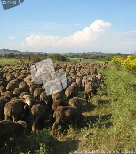 Image of a herd of sheeps