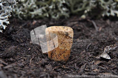 Image of Jasper on forest floor