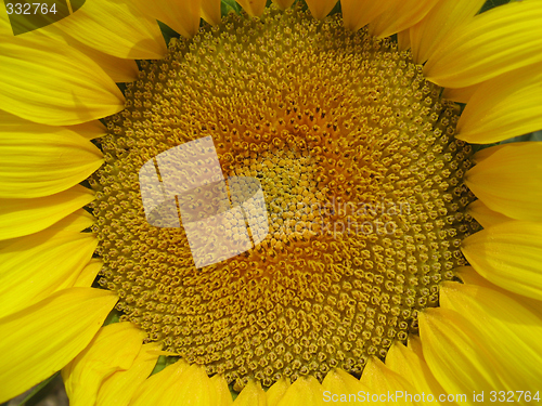 Image of sunflower head