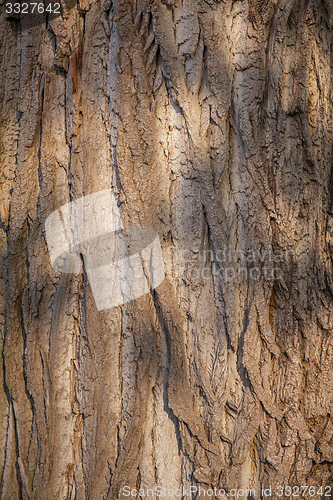 Image of Closeup photo of a tree trunk