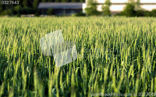 Image of Closeup photo of some fresh wheat