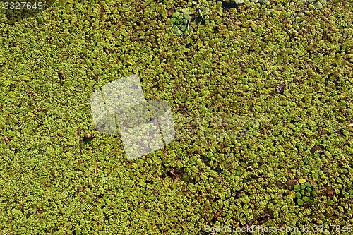 Image of Water plants as a texture 