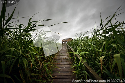 Image of Wooden path trough the reed