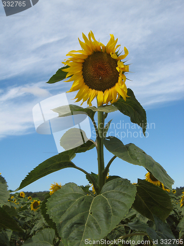 Image of Sunflowers