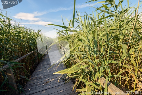 Image of Wooden path trough the reed