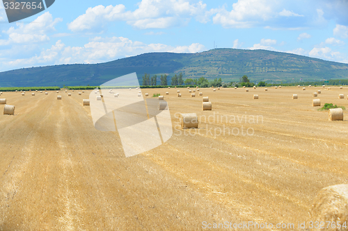 Image of Hay bails on the field