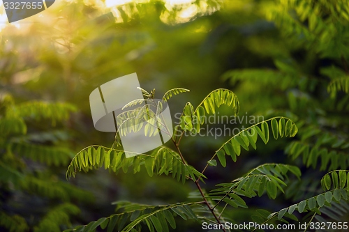 Image of Fresh green plants outdoors 