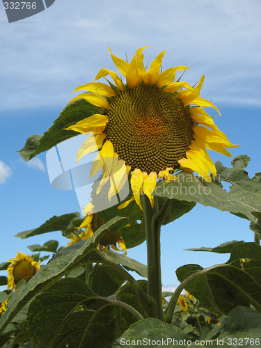 Image of Sunflowers