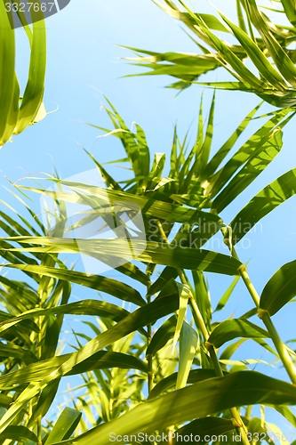 Image of Fresh green plants outdoors 