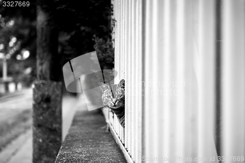 Image of Abandoned cat outdoors