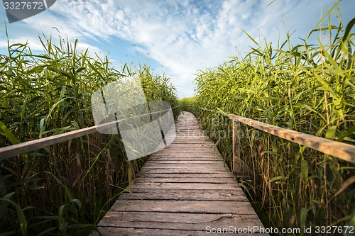 Image of Wooden path trough the reed