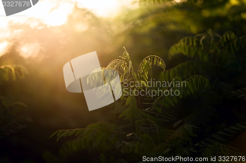 Image of Fresh green plants outdoors 