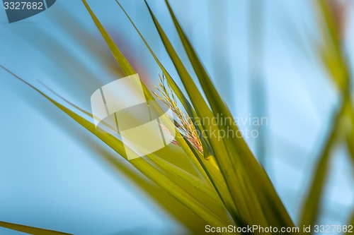 Image of Fresh green plants outdoors 