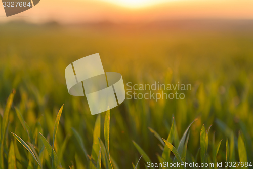 Image of Closeup photo of fresh green grass