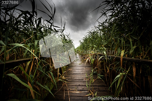 Image of Wooden path trough the reed