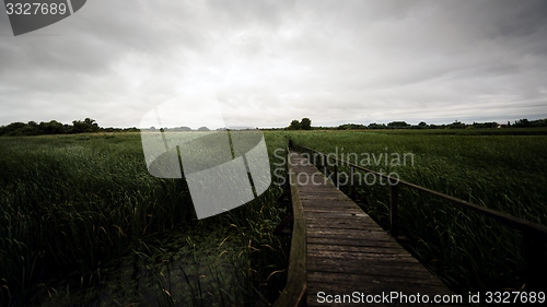 Image of Wooden path trough the reed