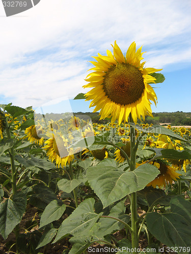 Image of Sunflowers