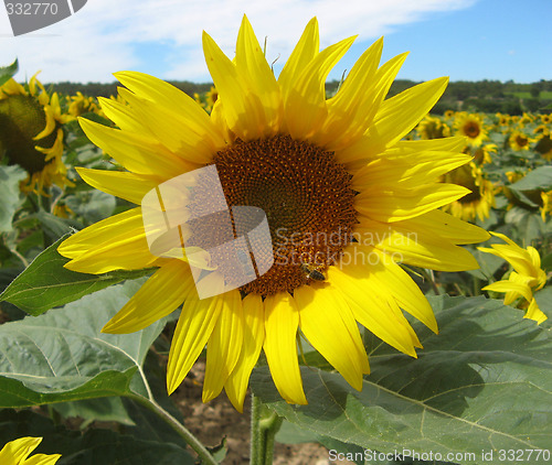 Image of Sunflowers